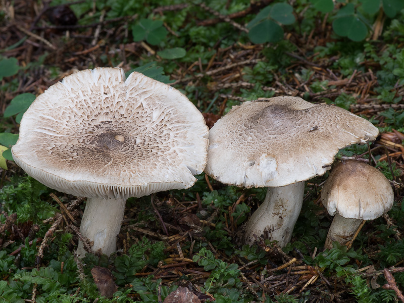 Tricholoma pardinum